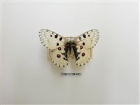 藏品(中國蝴蝶)的圖片